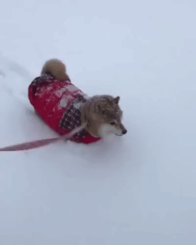 gifs_04.gif