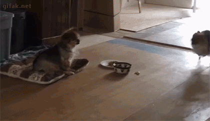 gifs_04.gif