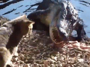 gifs_04.gif
