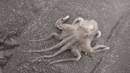 gifs_04.gif