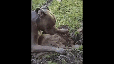 gifs_04.gif