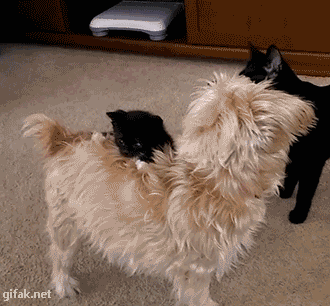 gifs_04.gif