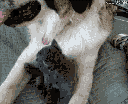 gifs_04.gif
