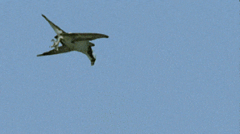 gifs_04.gif