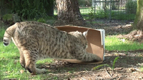 gifs_04.gif