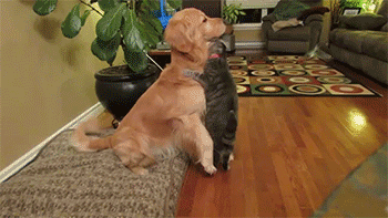 gifs_04.gif