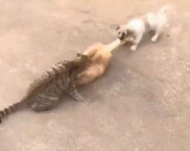 gifs_04.gif