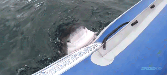 gifs_04.gif