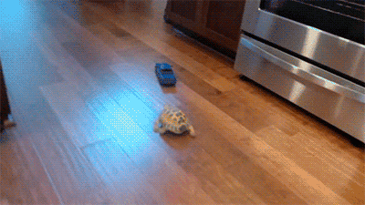 gifs_04.gif