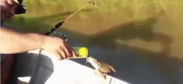 gifs_04.gif