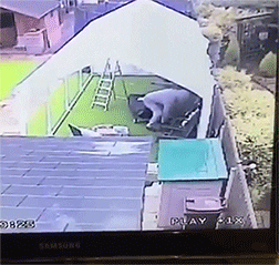 gifs_04.gif