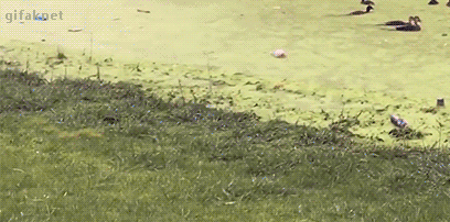 gifs_04.gif