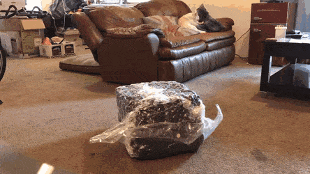 gifs_04.gif