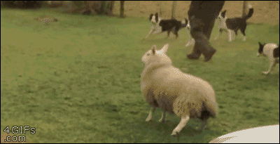 gifs_04.gif