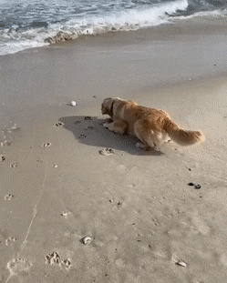 gifs_05.gif