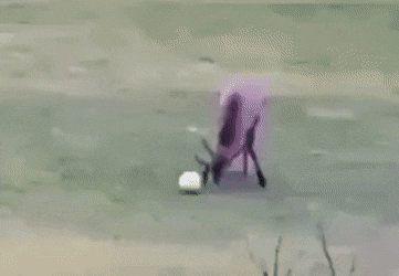 gifs_05.gif