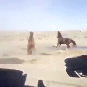 gifs_05.gif