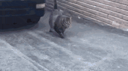 gifs_05.gif