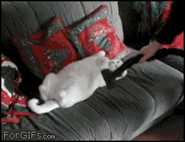 gifs_05.gif