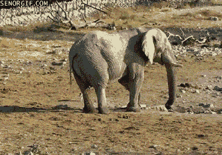 gifs_05.gif
