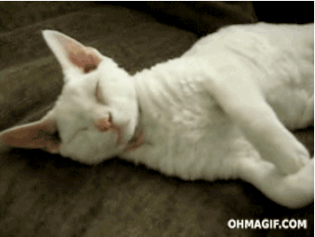 gifs_05.gif