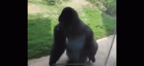 gifs_05.gif