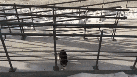 gifs_05.gif