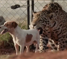 gifs_05.gif
