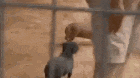 gifs_05.gif