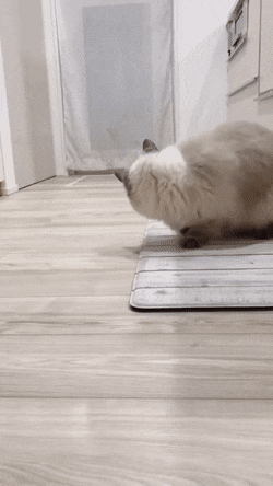 gifs_05.gif