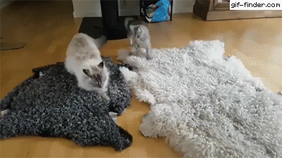 gifs_05.gif
