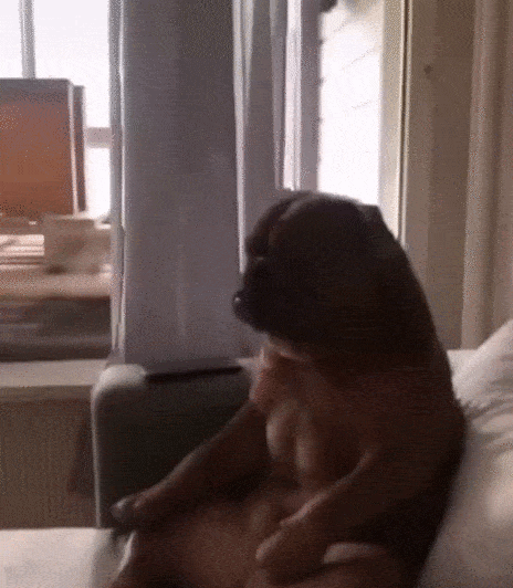 gifs_06.gif