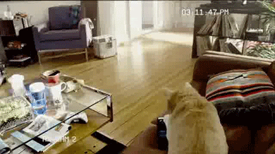 gifs_06.gif