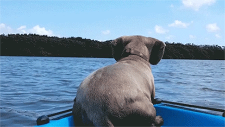 gifs_06.gif