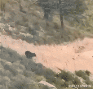 gifs_06.gif