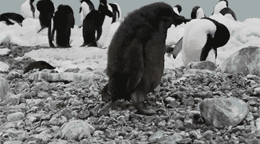 gifs_06.gif