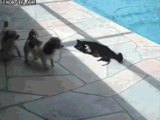 gifs_06.gif