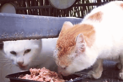 gifs_07.gif