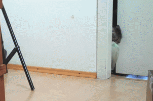 gifs_07.gif