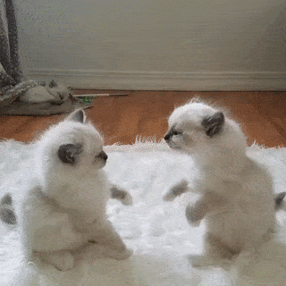gifs_07.gif