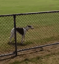 gifs_07.gif