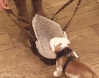 gifs_07.gif