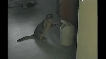 gifs_07.gif