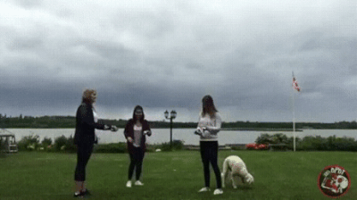 gifs_07.gif