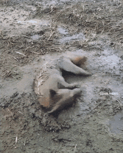 gifs_07.gif