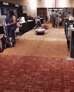 GIFS_08.gif