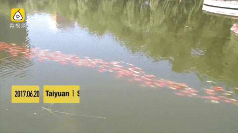 gifs_08.gif