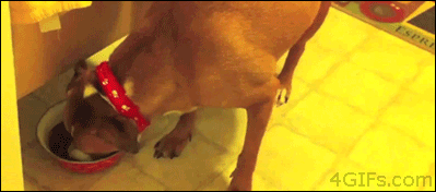 gifs_08.gif