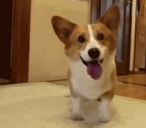 gifs_08.gif