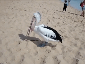 gifs_08.gif